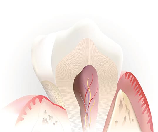 Inside of a healthy tooth that doesn't need root canal therapy